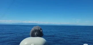 ΛΑΙΛΑΨ 1/26 και Neptune Strike: Ασταμάτητη ετοιμότητα για τις Ένοπλες Δυνάμεις