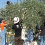 Τζενίν ΟΗΕ συγκομιδή ελιάς