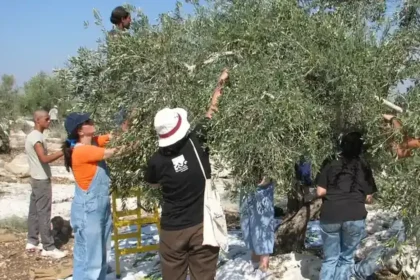 Τζενίν ΟΗΕ συγκομιδή ελιάς
