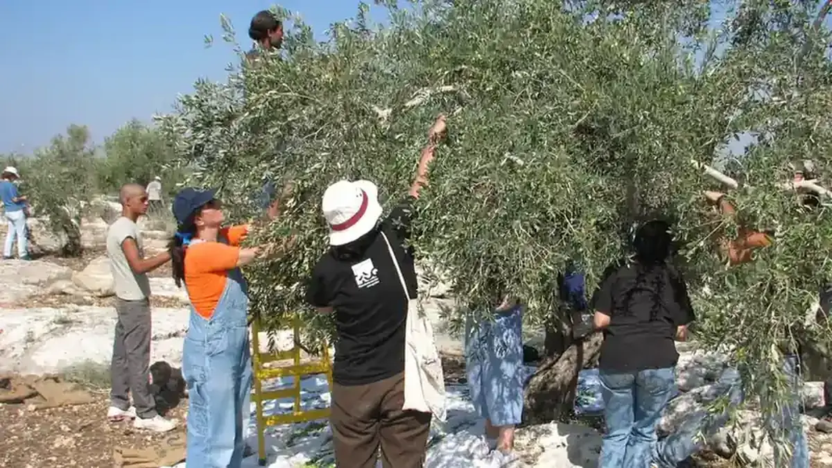 Τζενίν ΟΗΕ συγκομιδή ελιάς